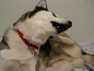 Собачье общение