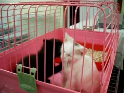 Котята моются