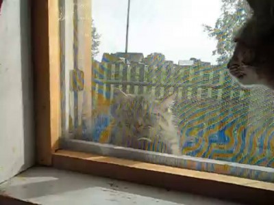 Разговор котов