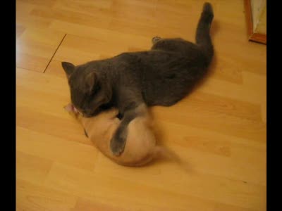 Кот и чихуахуа