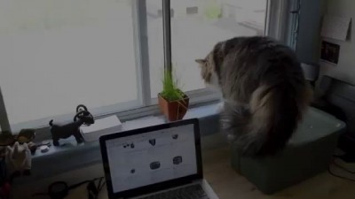 Атака злой кошки