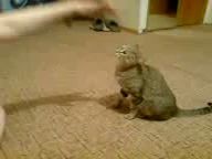 Достала кошку