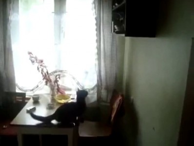 Кот прыгнул
