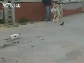 кот промазал
