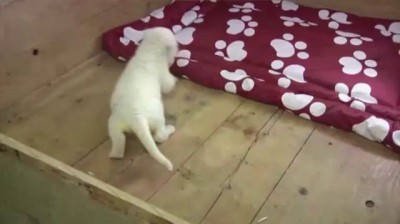 White Lion Cub Debuts at Serbia Zoo