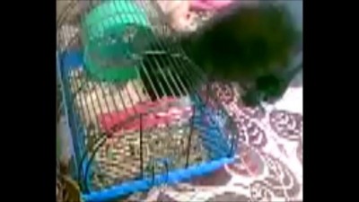 ужасная смерть и воскрешение хомяка