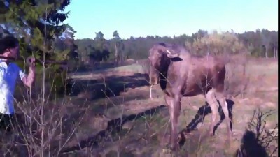человек vs лось