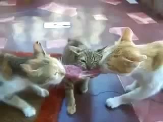 Кот-хитрюга