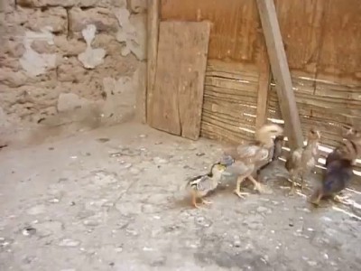 Разборки в курятнике