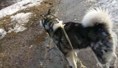 Маламут vs пожарная сирена