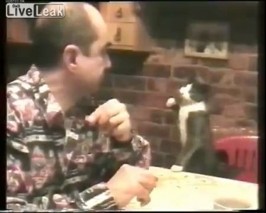 Голодный кот