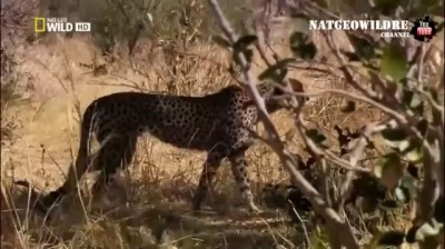 Антилопа притворилась мертвой Импала обманула гиену и гепарда Уникальные кадры