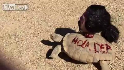 Костюм на Хэллоуин для черепахи))