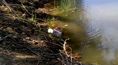 Нутрия обыкновенная