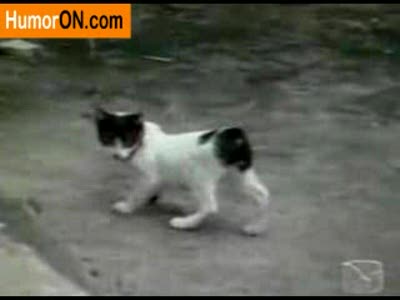 котокролик!?