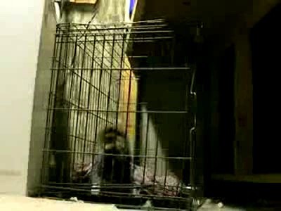 Просачиваемся сквозь клетку