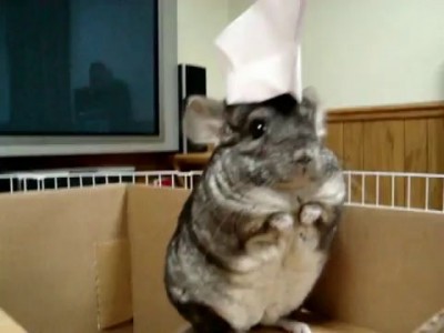 Шиншилла в шапочке