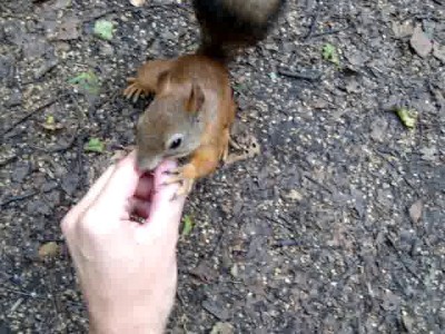Укус белки