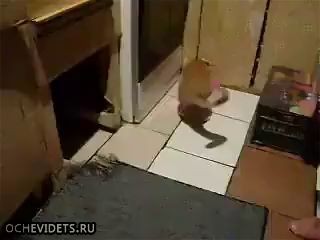 Кошки-мышки