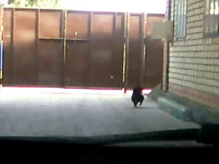 ненси,курица