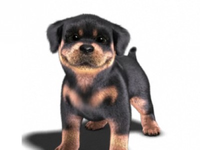 МОЯ СОБАКА+ЧАСЫ2+САЙТ