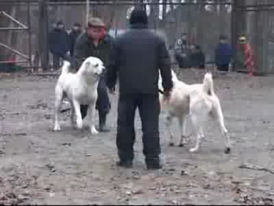 Жесткий бой 2 бойцовых собак