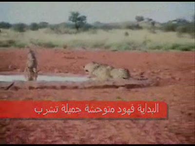 Озверевший кабан