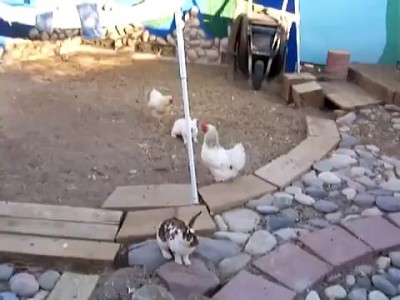 разняли драку