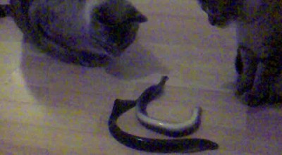 любопытство