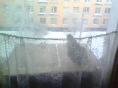 Голубь Гоша