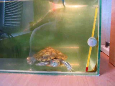 Залипающая черепаха