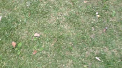 Камушки Чупакабры.