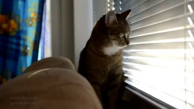 Кот подаёт сигналы