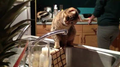 кот и капли воды