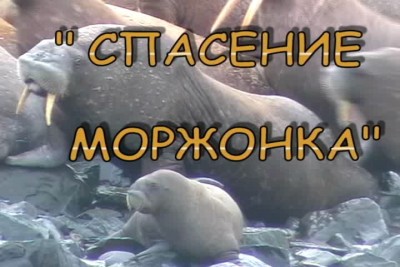 Спасение моржонка