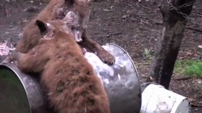 Bear cubs vs. Cake icing!