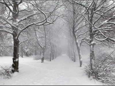 snowy winter00015