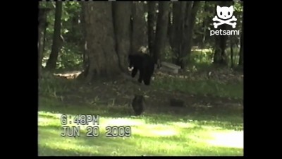 Отважный кот и трусливый медведь