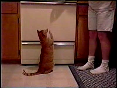 хозяин,дай вкусняшку!