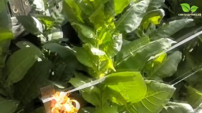 Табак - первый урожай