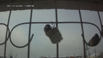 Любительская орнитология