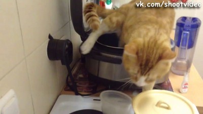 Кот решил, что в рисе мало специй