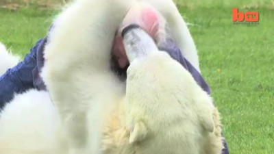 Мужик и белый медведь