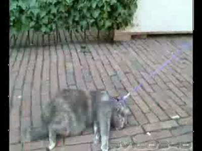 Самые ленивые коты