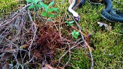 Змеюка притварюка