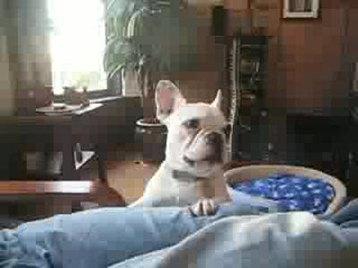 Говорящая собака