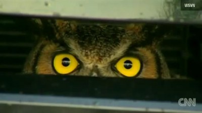 GREAT EYES - Golden Owl Traveled All Florida In Woman's Car Grill - Watch The Lady's Shock