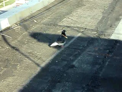 Голубь-хомяк.