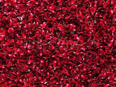 Rose_Petal_Transition 001