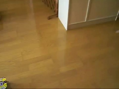 кот и коробки